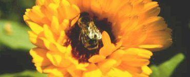 Questa settimana parliamo di… Calendula