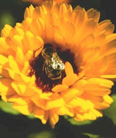 Questa settimana parliamo di… Calendula