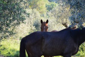 Passeggiare a cavallo Suvereto