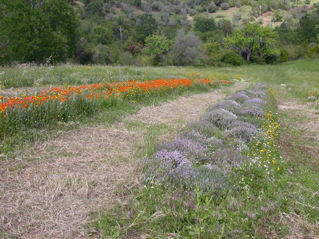 Calendula e timo campo