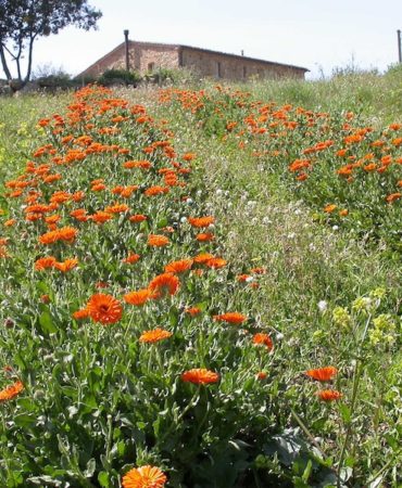 Coltivazione calendula
