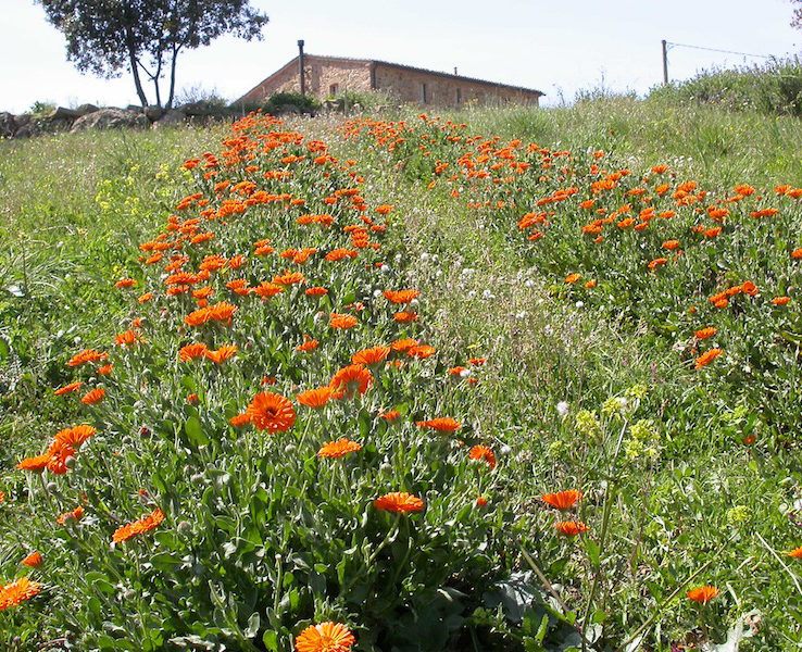 Coltivazione calendula