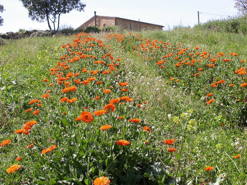 Coltivazione Echinacea