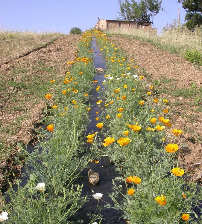 Alla scoperta delle piante: i corsi 2024