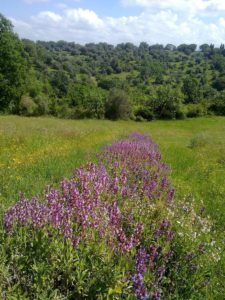 Coltivazione Salvia