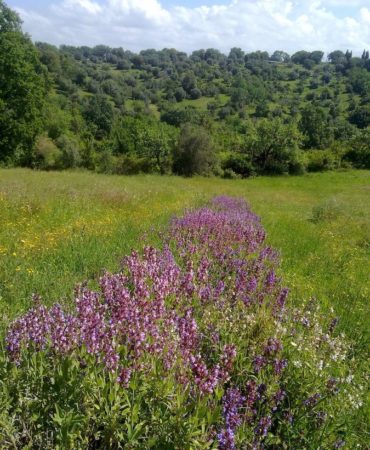 Coltivazione Salvia