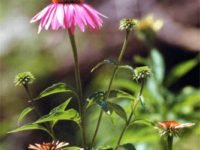 Echinacea Echinacea