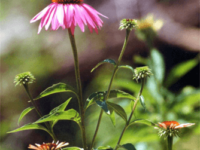 Echinacea