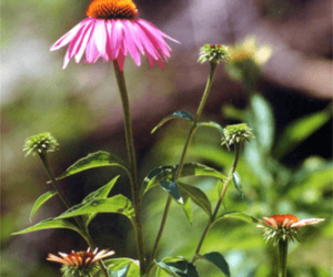 Echinacea Echinacea