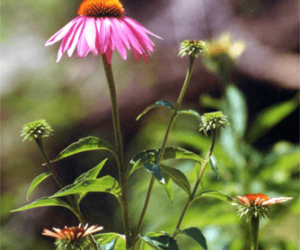 Echinacea