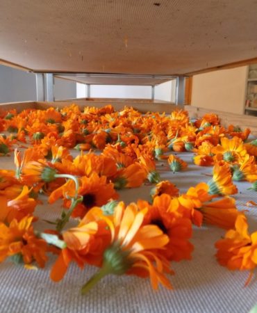calendula