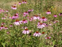 Echinacea 007 Echinacea 007