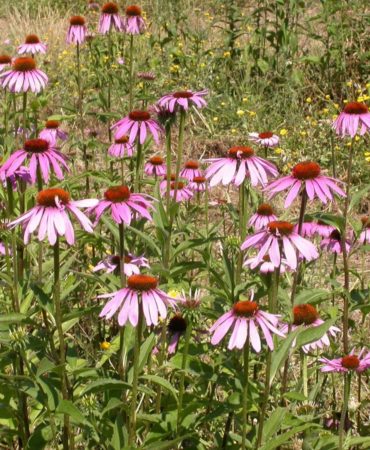 Echinacea 007