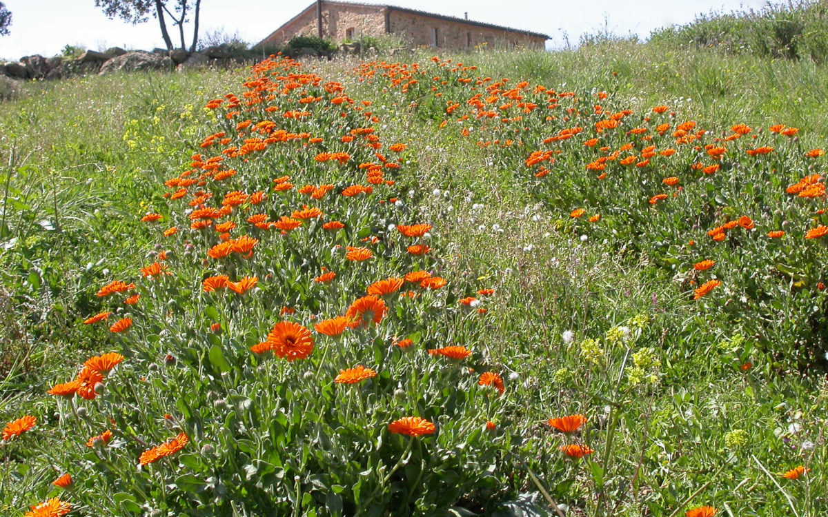 25 Giugno 2023 meeting professionisti settore fitoterapico